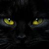 Gato Pretoo